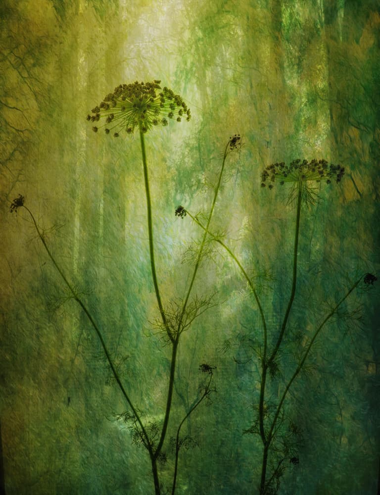 Tranquil Green Dill by Hilda van der Lee — canvas wall art