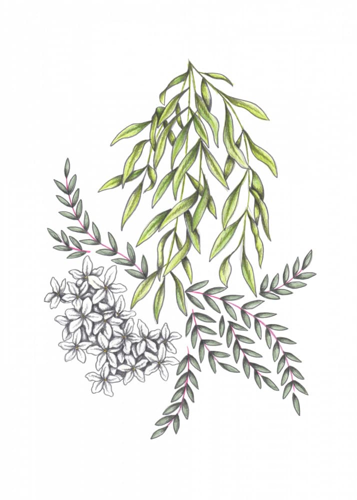 Elegant Botanical Cascade by Cecilia Battaini — canvas wall art