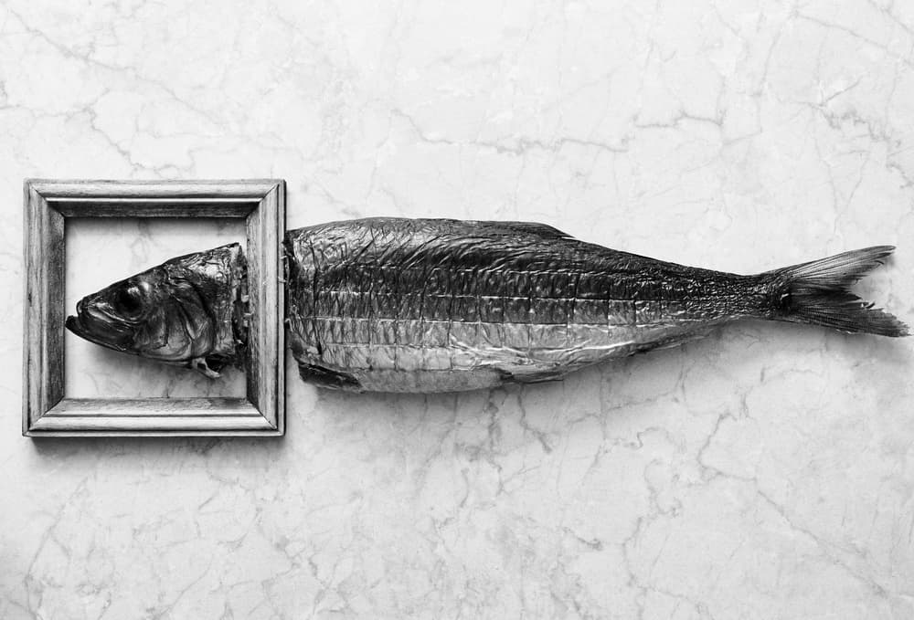 Conceptual Framed Fish by Karina Aleksandrova — canvas wall art