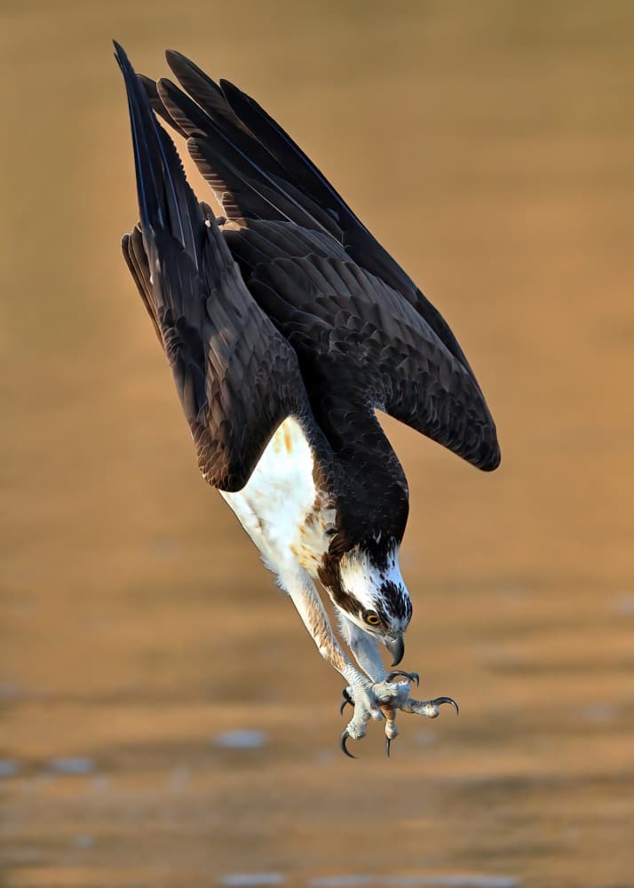 Diving Osprey Hunter by Gavin Lam — canvas wall art
