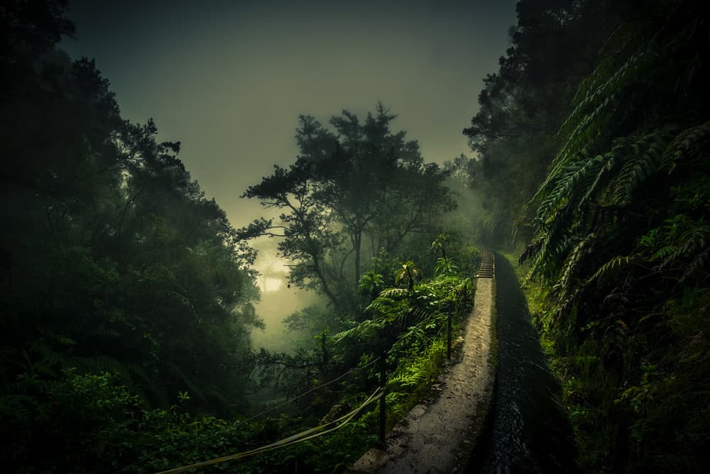 Misty Forest Path by Roland Weber — canvas wall art