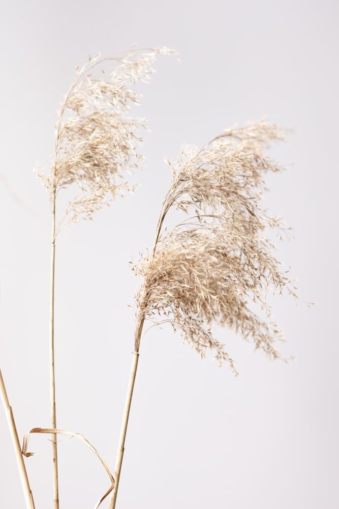 Soft Pampas Sway by Pictufy Studio III — canvas wall art
