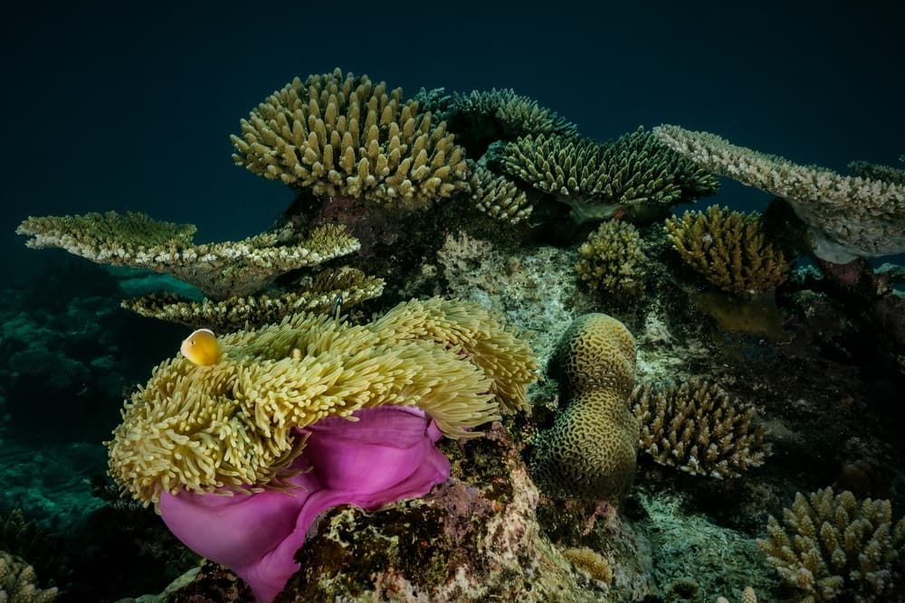 Vibrant Anemone And Clownfish by Serge Melesan — canvas wall art