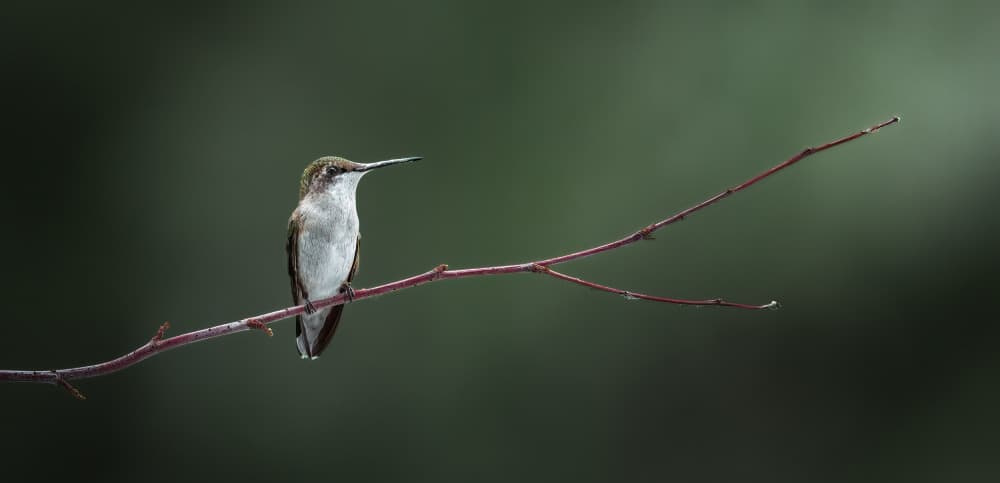 Delicate Perched Hummingbird by Atul Saluja — canvas wall art