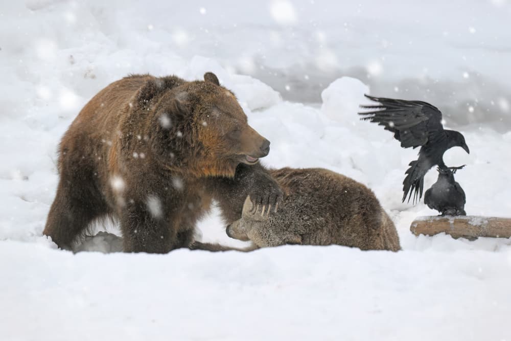 Winter Bears and Ravens by Rob Li — canvas wall art