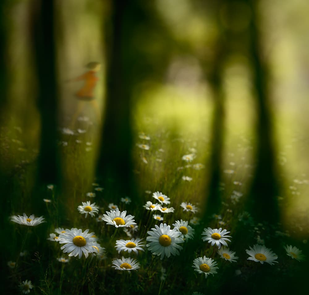 Dreamy Daisies And Swing by Shenshen Dou — canvas wall art