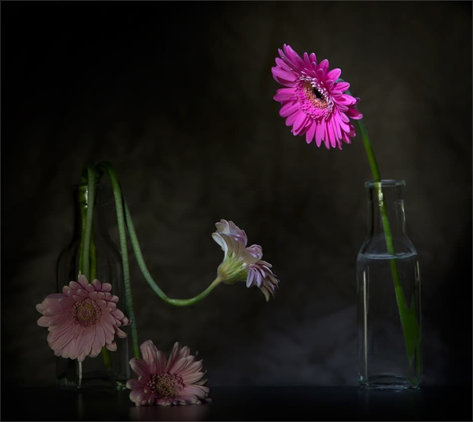 Pink Gerbera Still Life by Wieteke de Kogel — canvas wall art