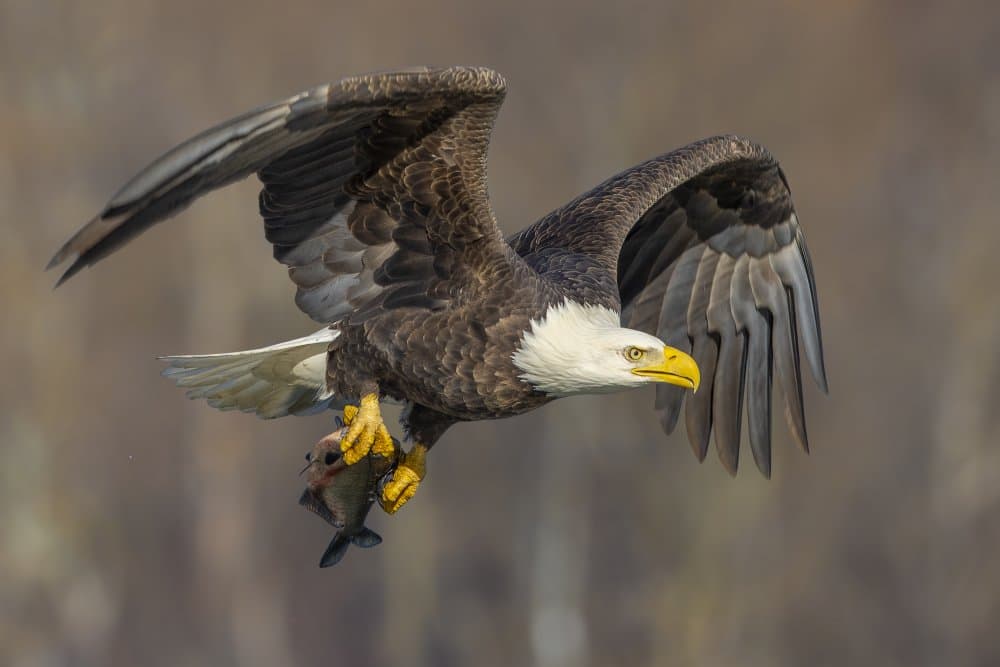 Bald Eagle Catches Fish by Mountain Cloud — canvas wall art