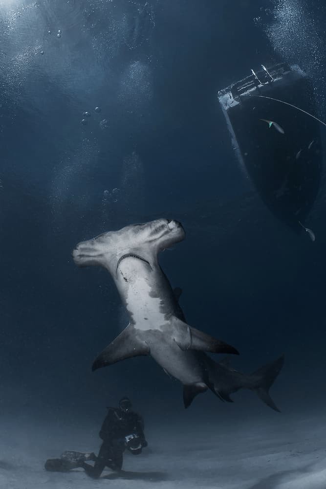 Underwater Shark Encounter by Jennifer Lu — canvas wall art