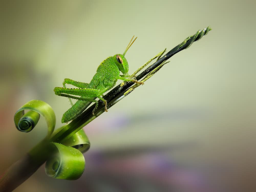 Green Grasshopper On Stem by Jimmy Hoffman — canvas wall art