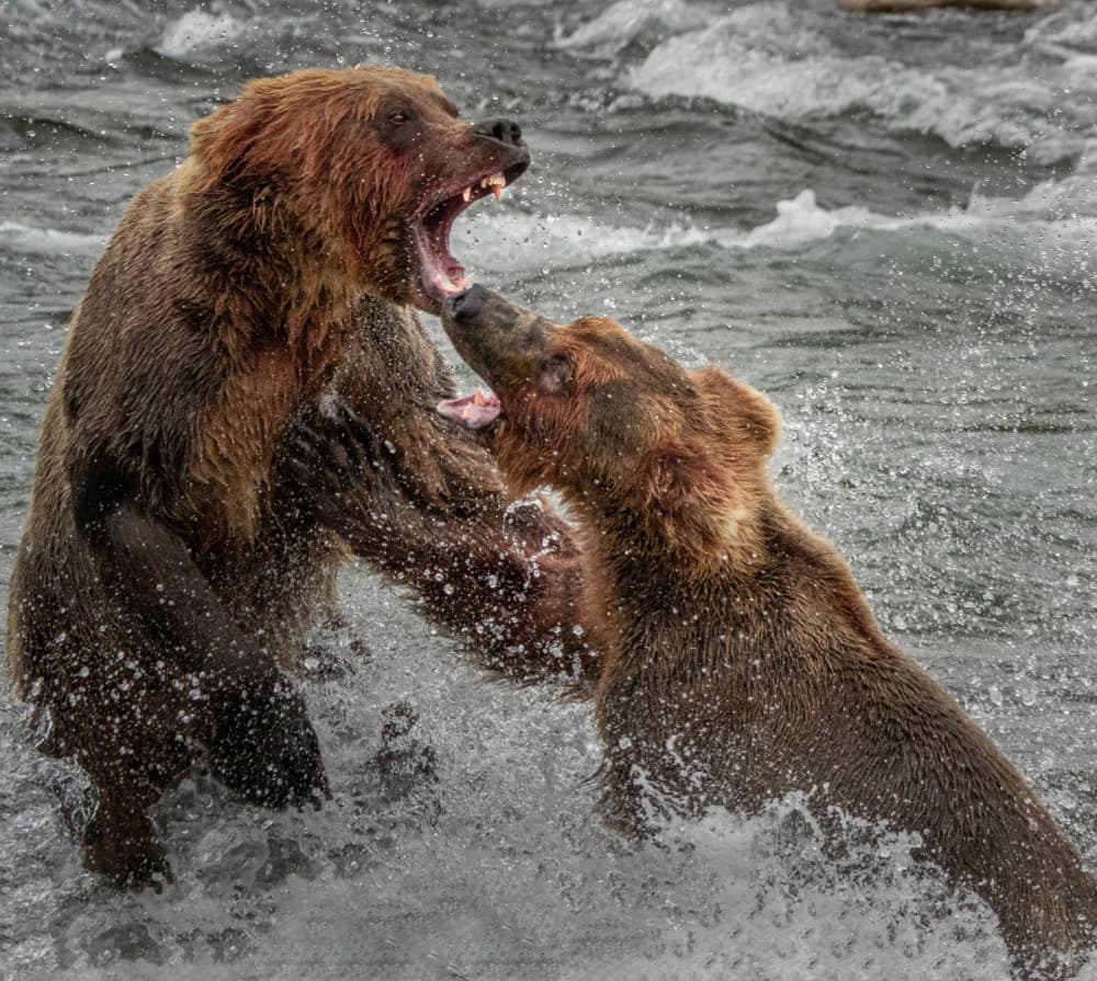 Grizzly Bear Battle by Yuan Su — canvas wall art