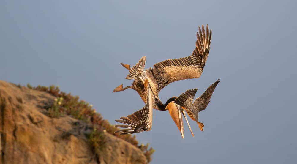 Airborne Pelican Dive by Allen SDCA — canvas wall art