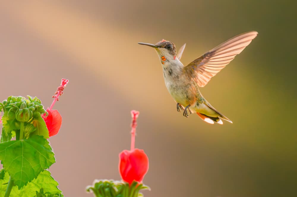 Hummingbird Nectar Hunt by Mike He — canvas wall art