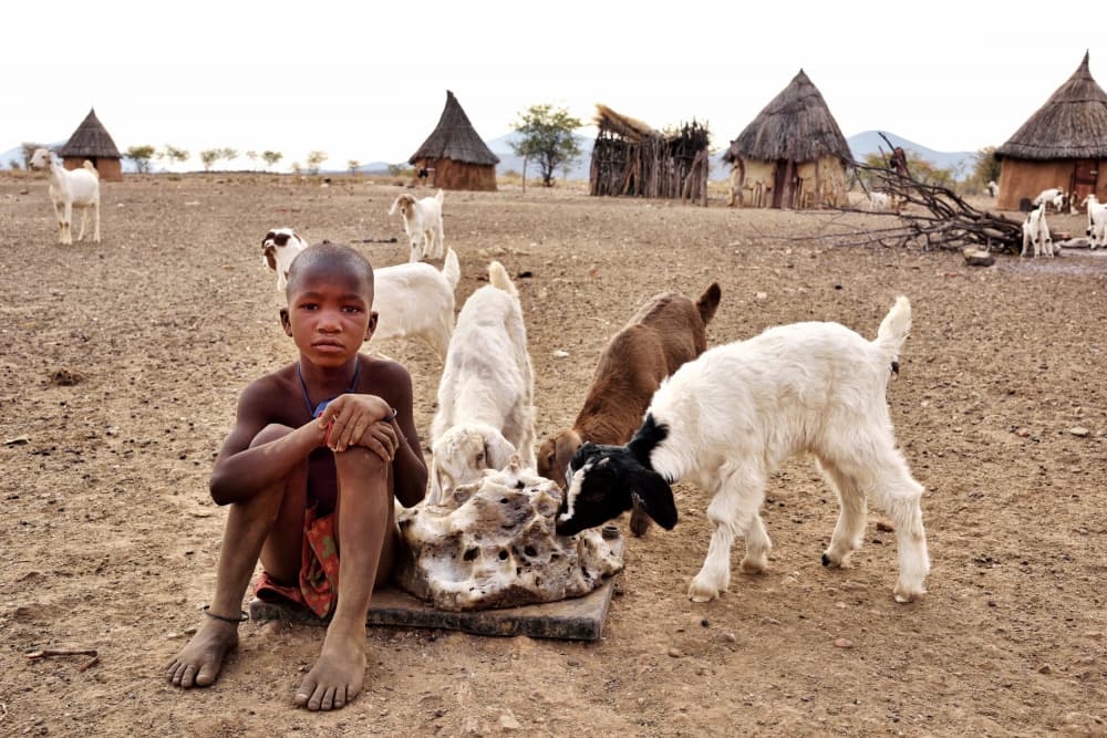 African Boy and Goats by Giuseppe DAmico — canvas wall art