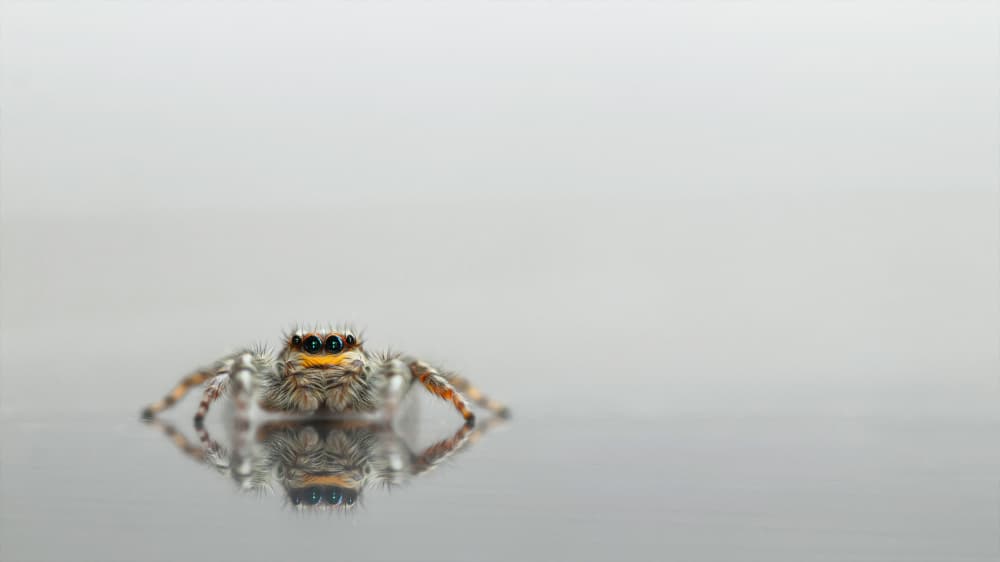 Jumping Spider Reflection by Daan de Vos — canvas wall art