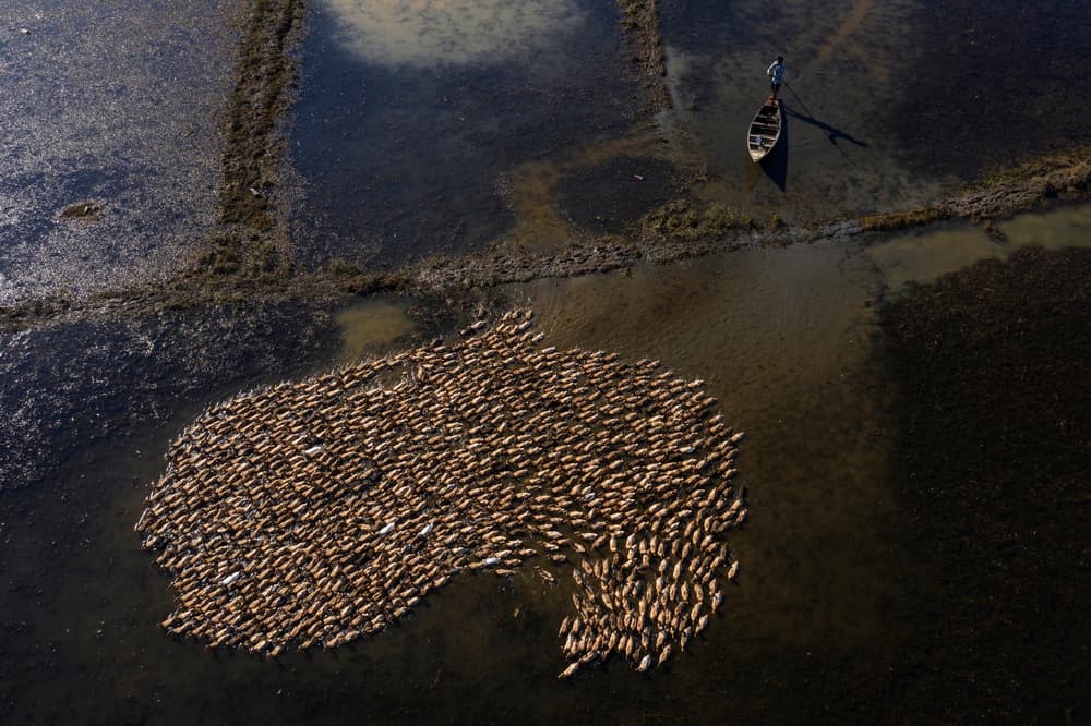 Ducks Herded in Paddy by Azim Khan Ronnie — canvas wall art