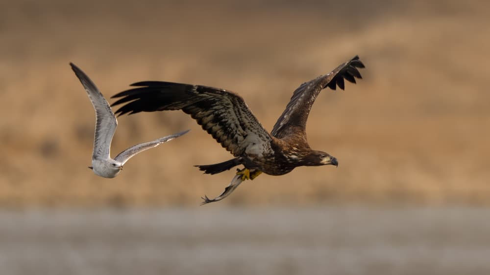 Flying Eagle With Fish by John Fan — canvas wall art