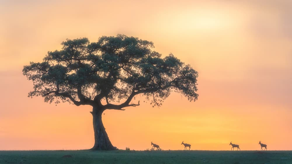 African Sunset Wildlife by Hong Chen — canvas wall art