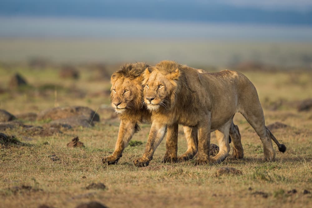 African Lions Stroll by Massimo Mei — canvas wall art
