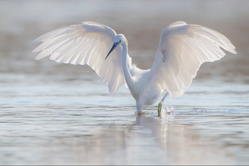 White Egret Spreading Wings by Jan van der Linden — canvas wall art