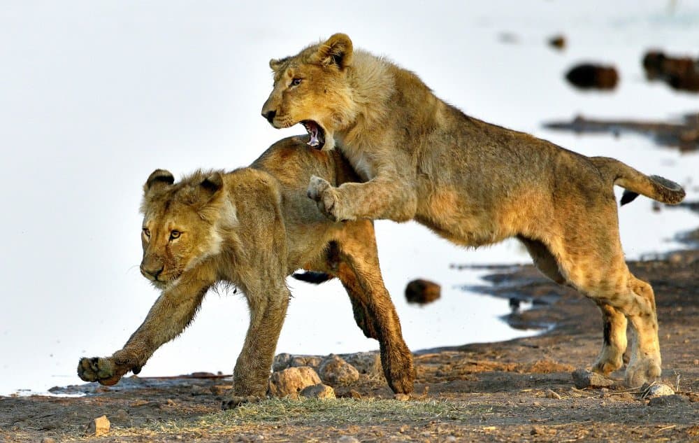 Playful Lion Cubs by Giuseppe DAmico — canvas wall art