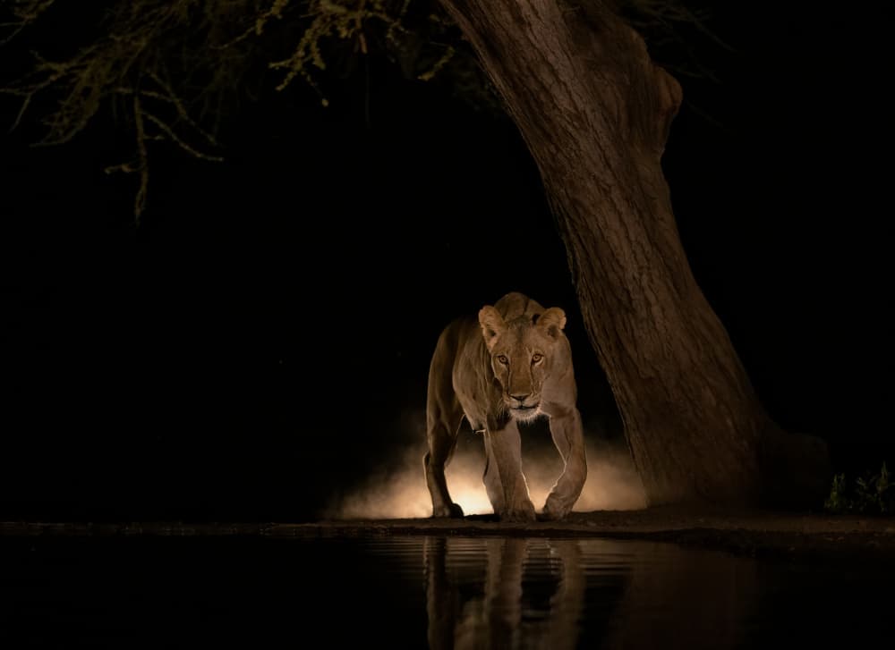 Night Lion's Stare by MIN LI — canvas wall art