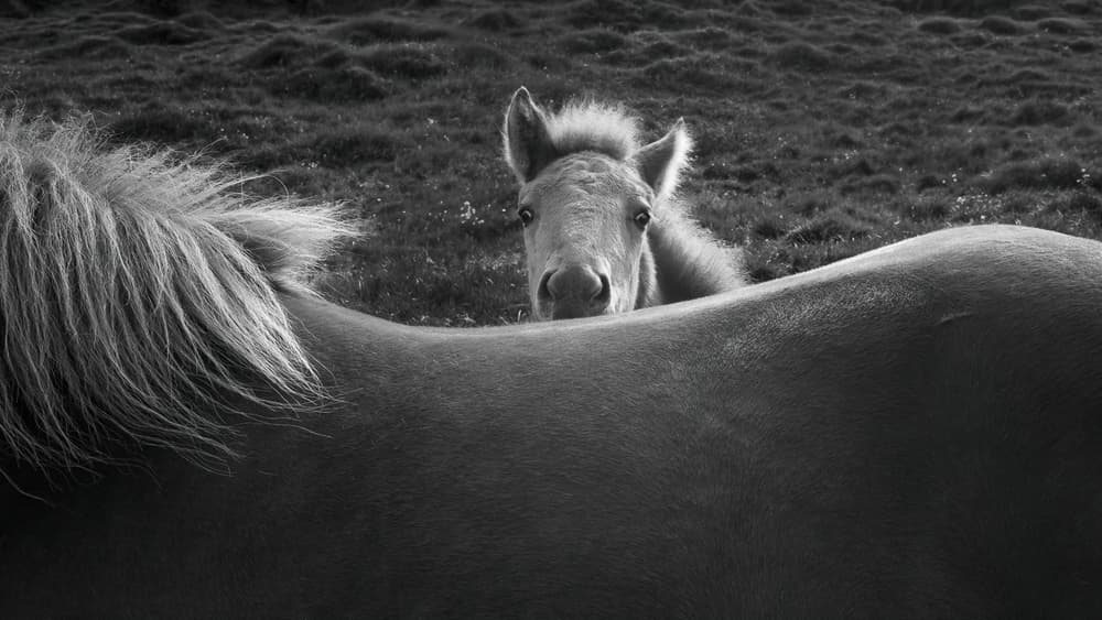Curious Foal Peeks by John Fan — canvas wall art