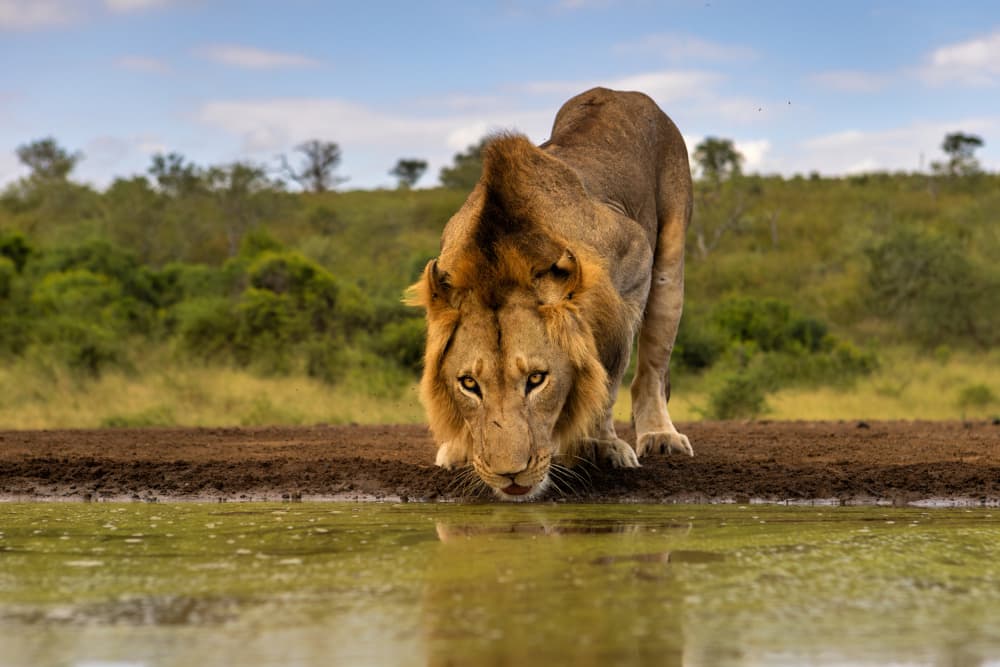Thirsty African Lion by Jun Zuo — canvas wall art