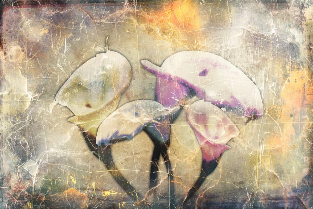 Ethereal Calla Lilies by Rafal Kulik — canvas wall art