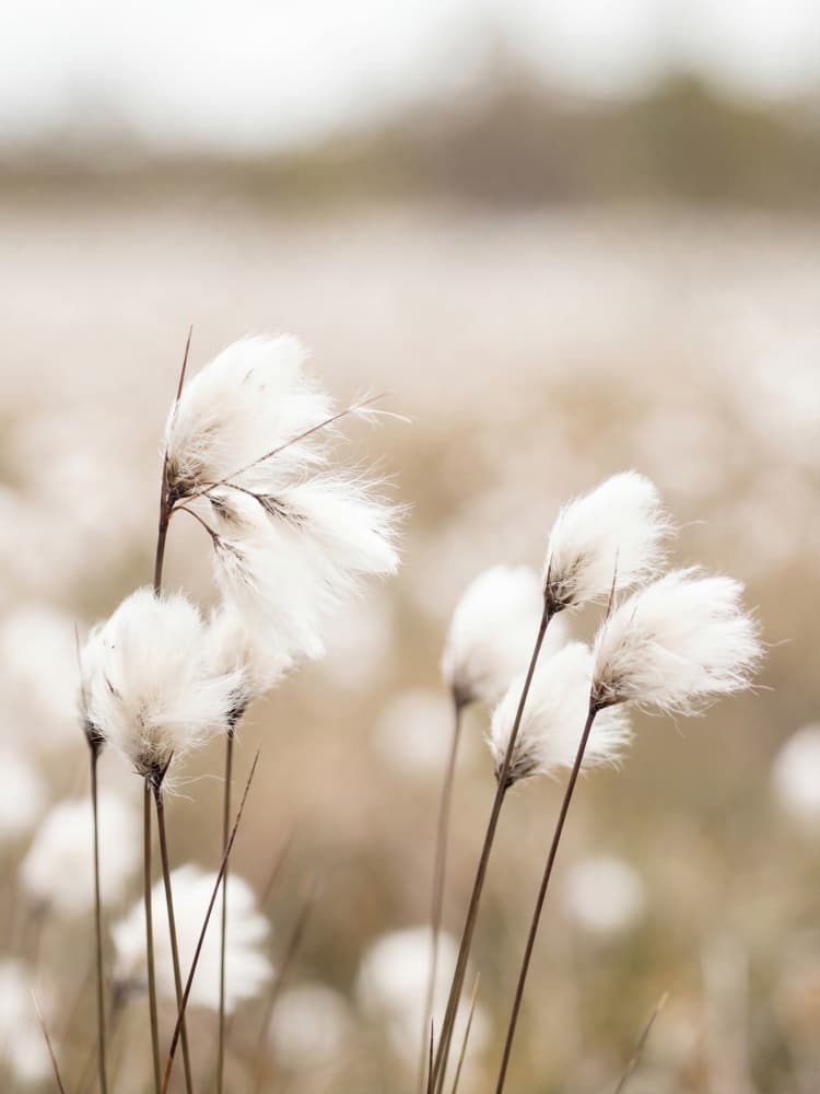 Serene Cotton Grass Field by Andreas Magnusson — canvas wall art