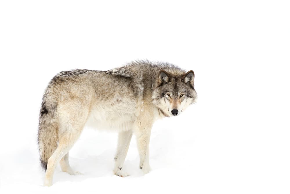 Watchful Winter Wolf by Jim Cumming — canvas wall art