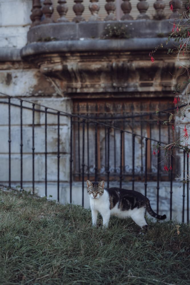 Watchful Street Cat by Aimee Giles — canvas wall art