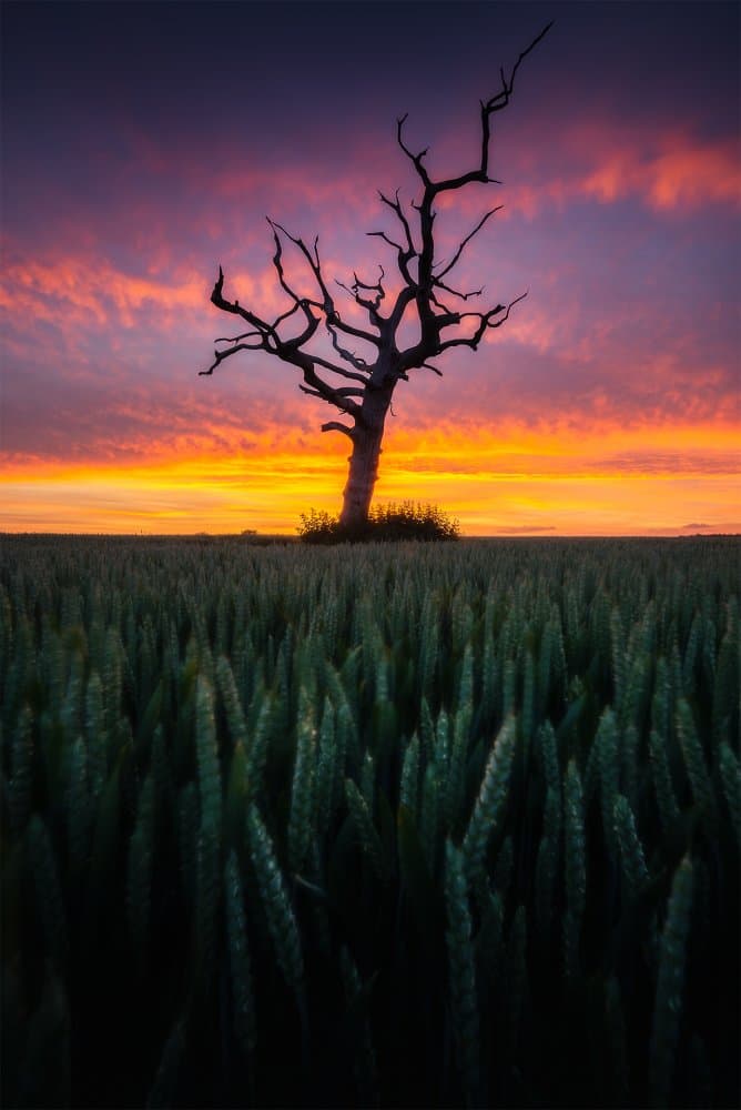 Dramatic Sunset Tree by Andrei Ionut Dascalu — canvas wall art