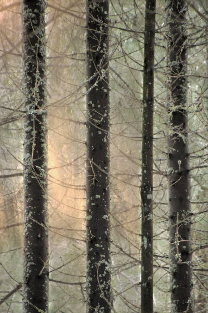 Misty Winter Forest by Christina Sillen — canvas wall art