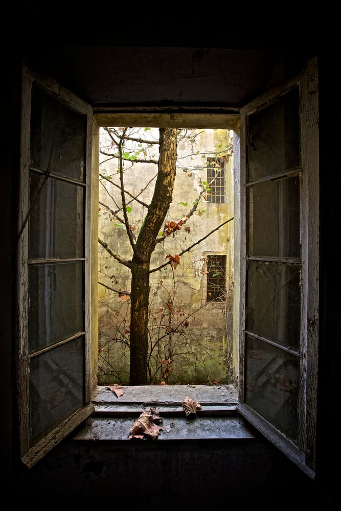 Old Window Courtyard Tree by Marco Tagliarino — canvas wall art