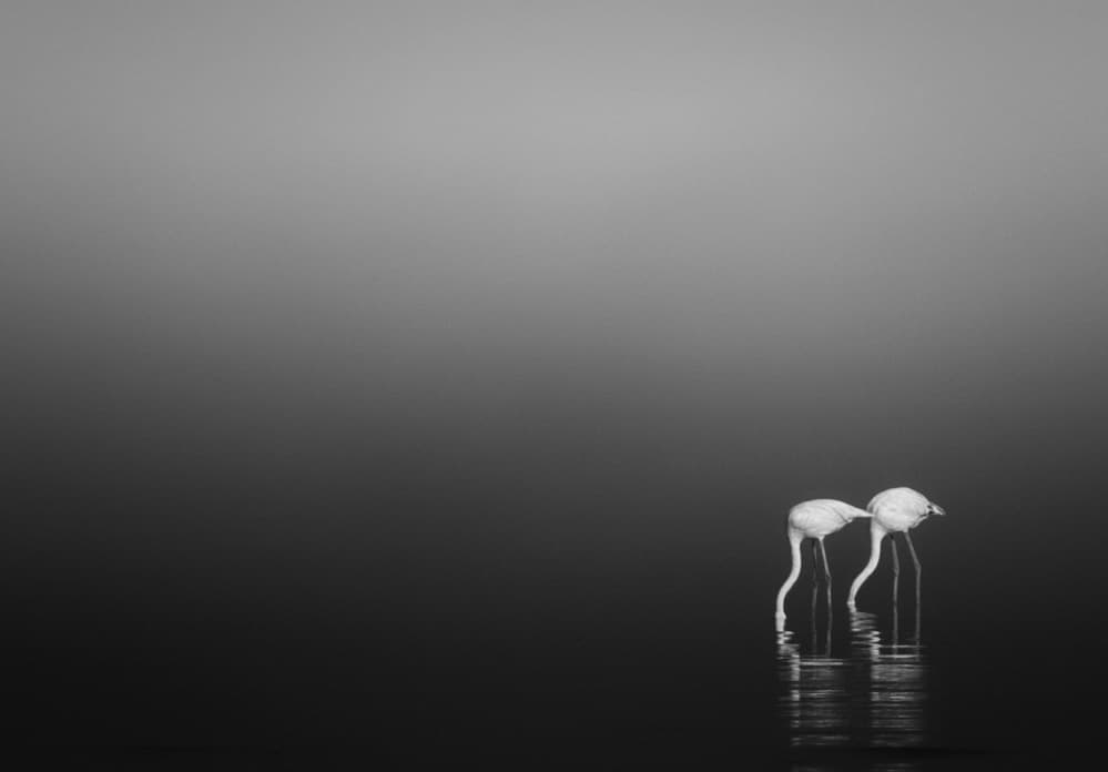 Elegant Flamingo Reflections by Ahmed Thabet — canvas wall art