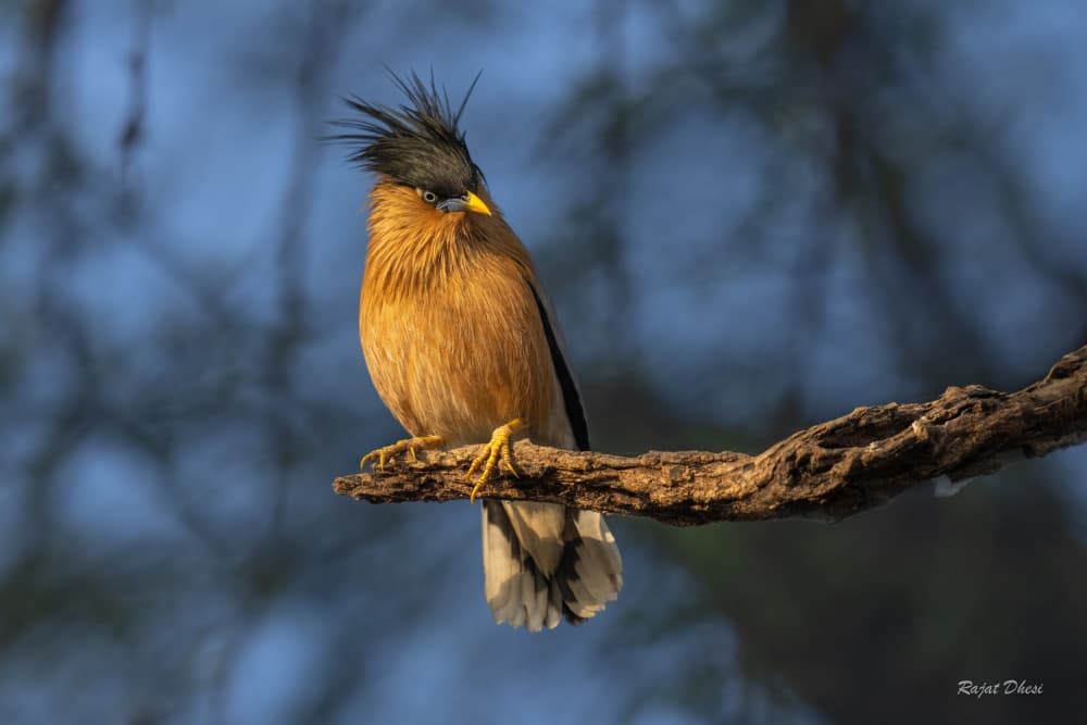 Golden Crested Starling by Rajat Dhesi — canvas wall art