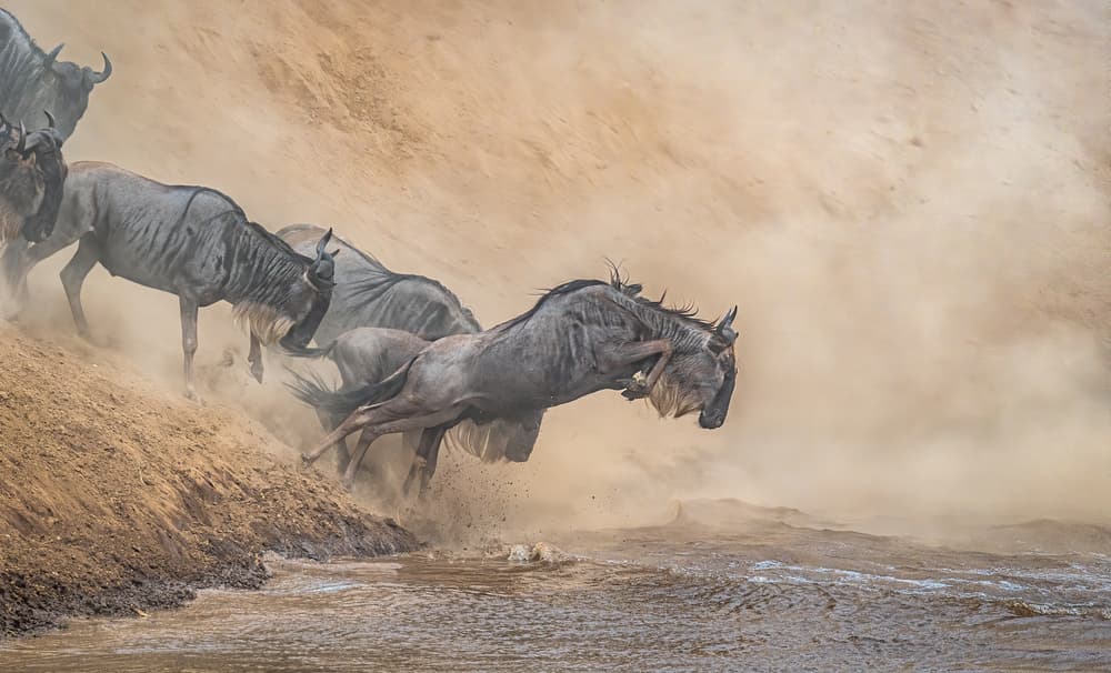 Wildebeest River Jump by Jeffrey C. Sink — canvas wall art