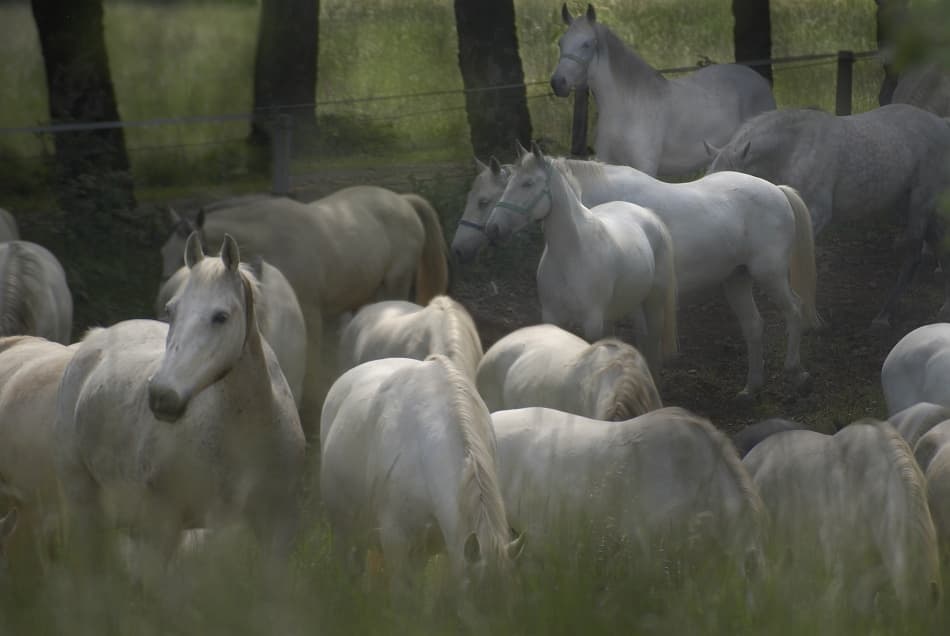 Graceful White Horses by Milan Malovrh — canvas wall art