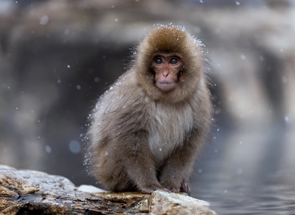Curious Snow Monkey by Joanna W — canvas wall art