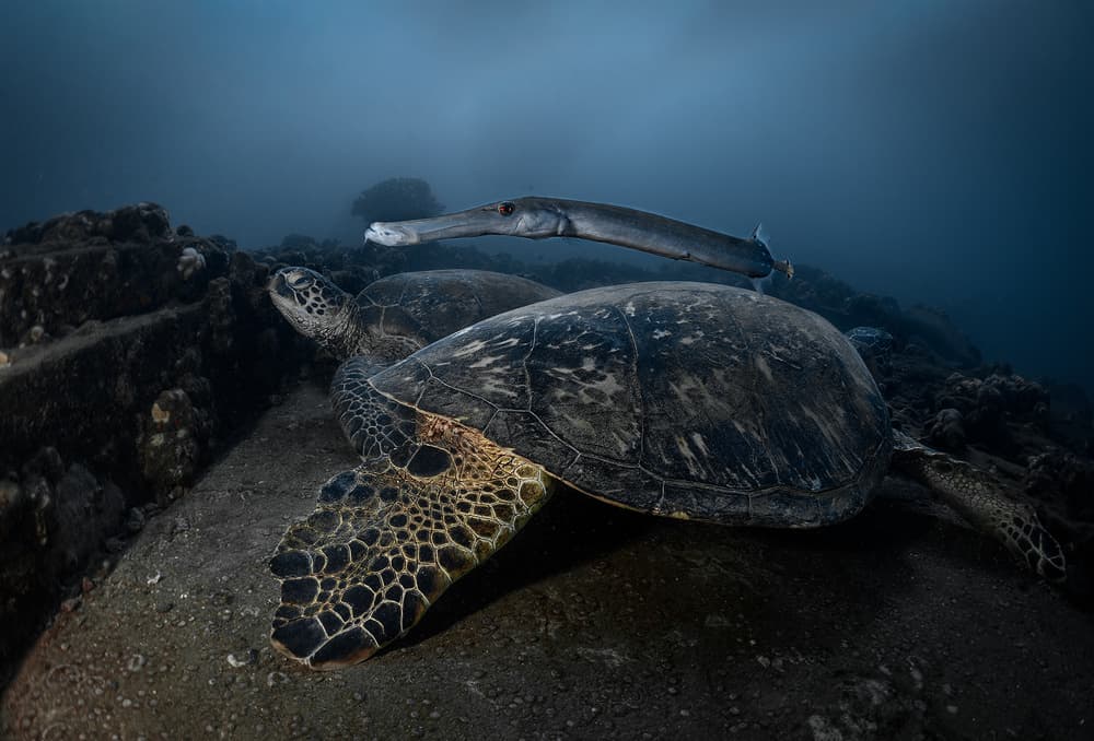 Green Turtle and Trumpetfish by Jennifer Lu — canvas wall art