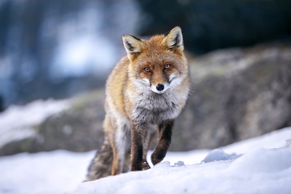 Majestic Red Fox by Marco Redaelli — canvas wall art