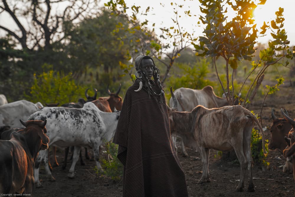 Tribal Man with Cattle by Sarawut Intarob — canvas wall art