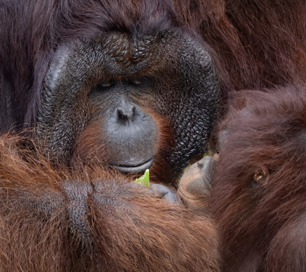 Gentle Orangutan and Baby by Jane Lyons — canvas wall art