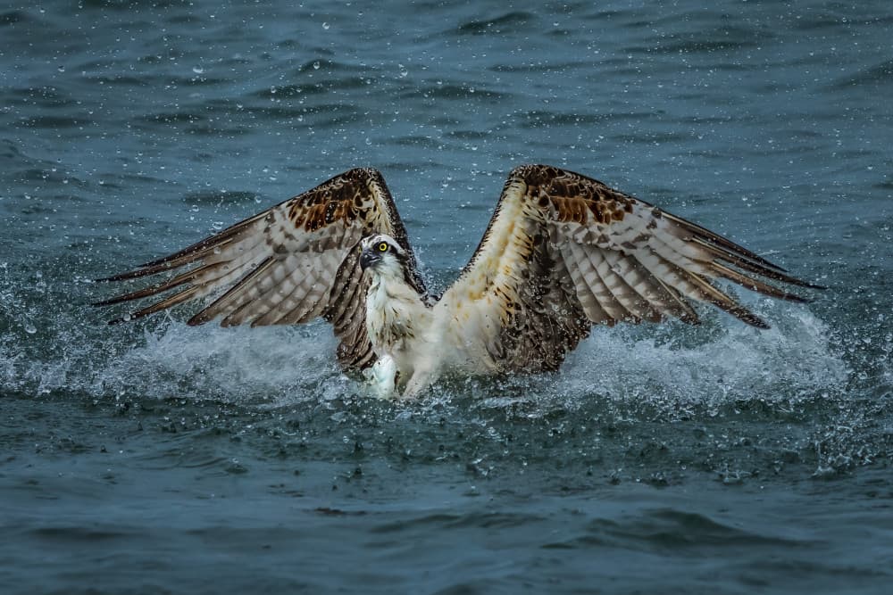 Osprey Fishing Splash by James Cai — canvas wall art