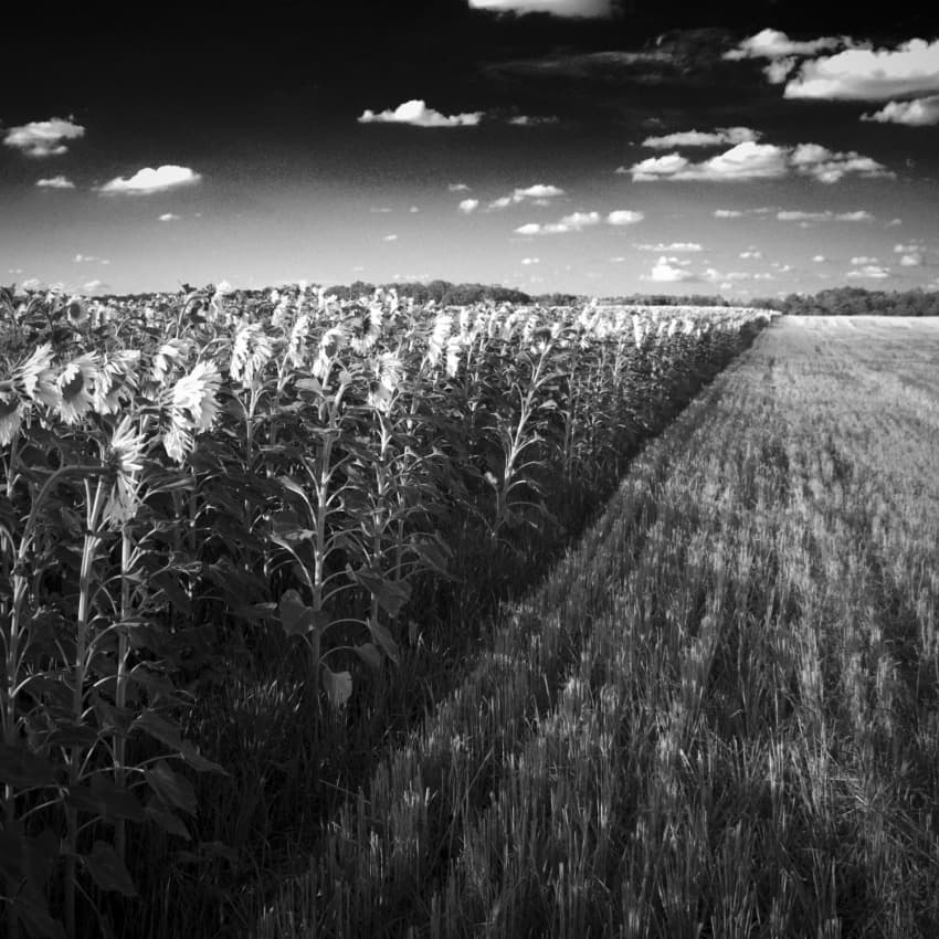 Sunflowers and Grain Fields by Codrin Lupei — canvas wall art