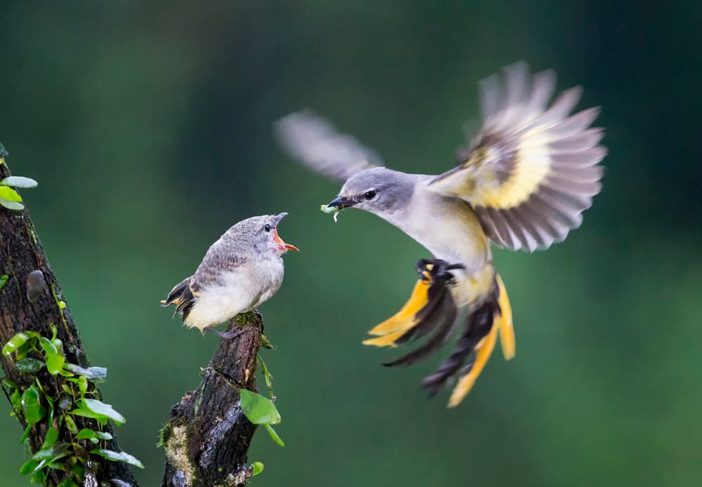 Parent Bird Feeds Chick by Angela Muliani Hartojo — canvas wall art
