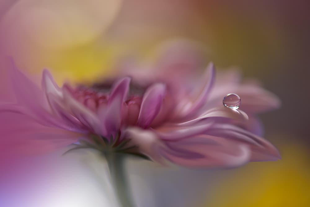 Soft Pink Dewdrop by Juliana Nan — canvas wall art