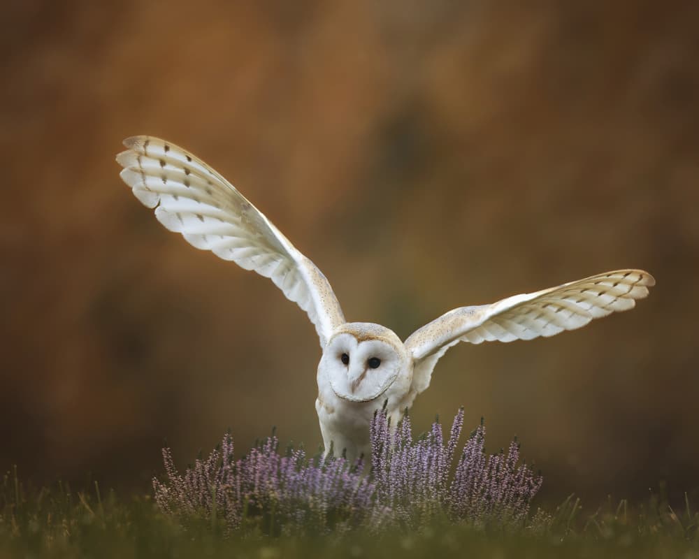 Graceful Barn Owl Flight by Michaela Firešová — canvas wall art