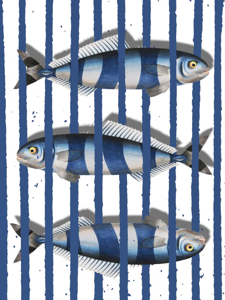 Blue Striped Fish by Marja van den Hurk — canvas wall art